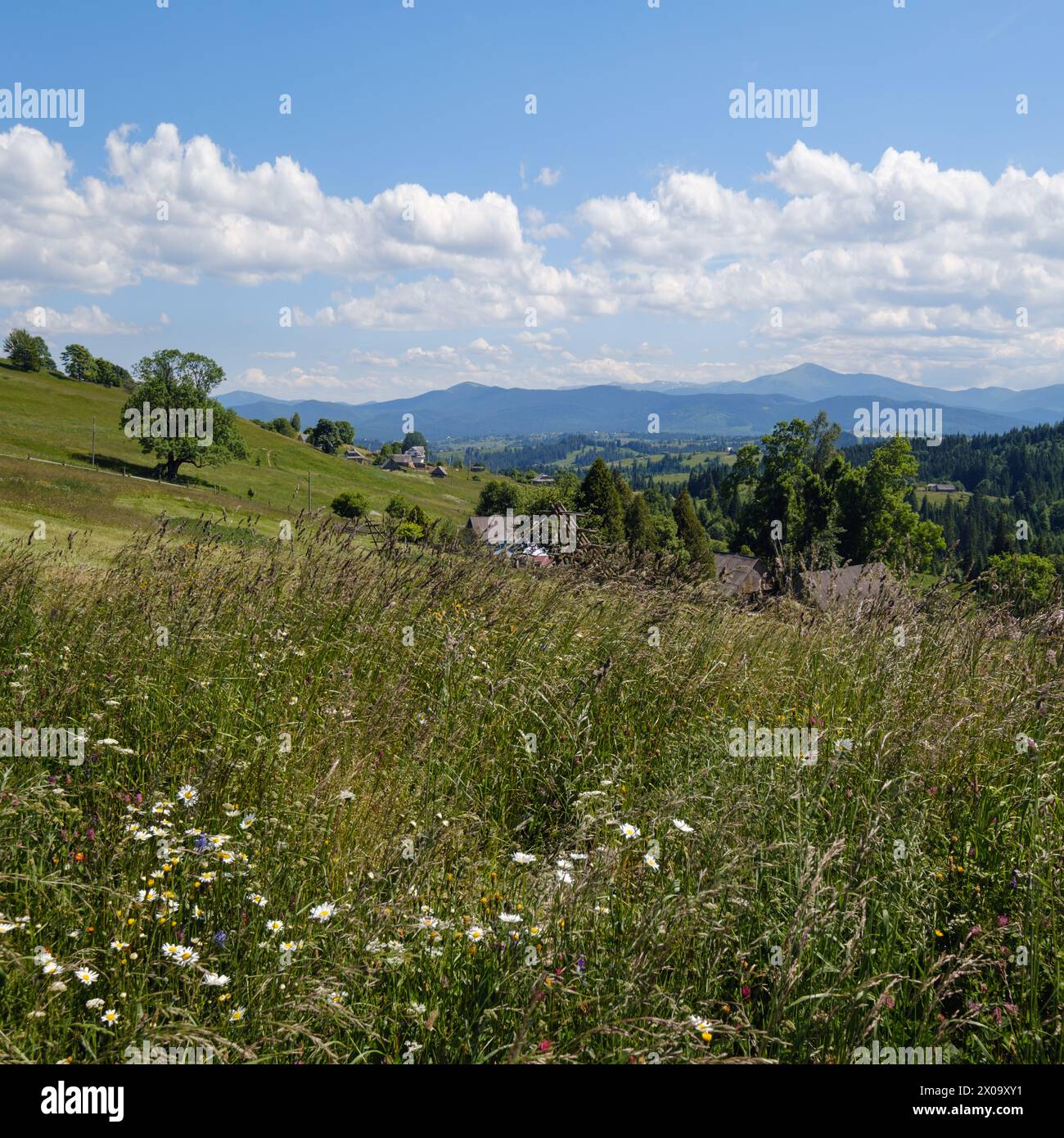 Summer picturesque Chornohora massiv mountains scenery view from Sevenei hill (near Yablunytsia pass, Carpathians, Ukraine.) Stock Photo