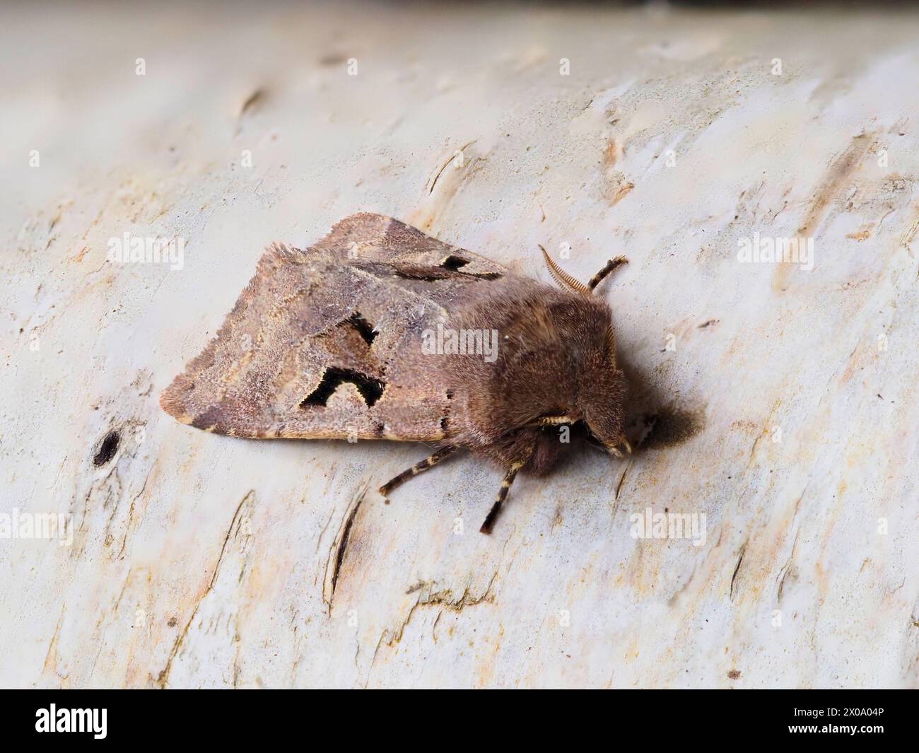 A Hebrew Character, Orthosia gothica, resting on a silver birch branch. Stock Photo