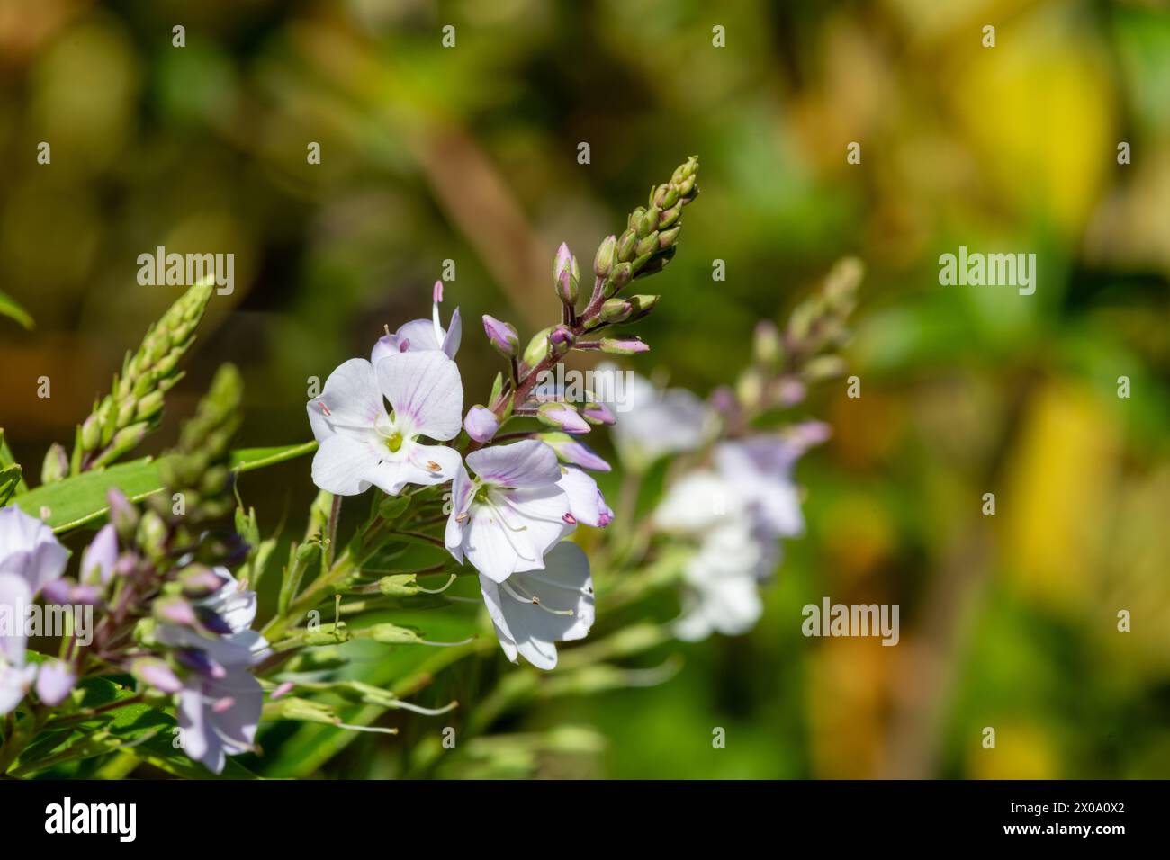 Close up of parahebe pink avalanche flowers in bloom Stock Photo