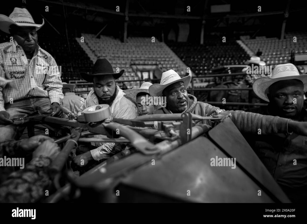 Little Rock, Arkansas, USA. 9th Apr, 2024. Black Cowboys work the cow chute in the second annual Defeat the Beast Rodeo at Barton Coliseum in Little Rock, Arkansas. (Credit Image: © Brian Branch Price/ZUMA Press Wire) EDITORIAL USAGE ONLY! Not for Commercial USAGE! Stock Photo
