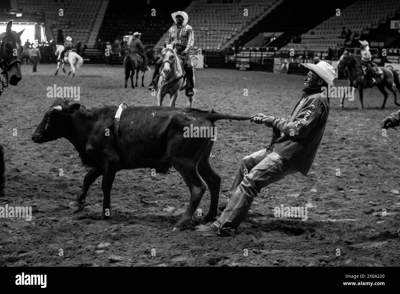 Little Rock, Arkansas, USA. 6th Apr, 2024. A cowboy tracks down a cow during the second annual Defeat the Beast Rodeo at Barton Coliseum in Little Rock, Arkansas Over 6000 fans attended officials said. (Credit Image: © Brian Branch Price/ZUMA Press Wire) EDITORIAL USAGE ONLY! Not for Commercial USAGE! Stock Photo
