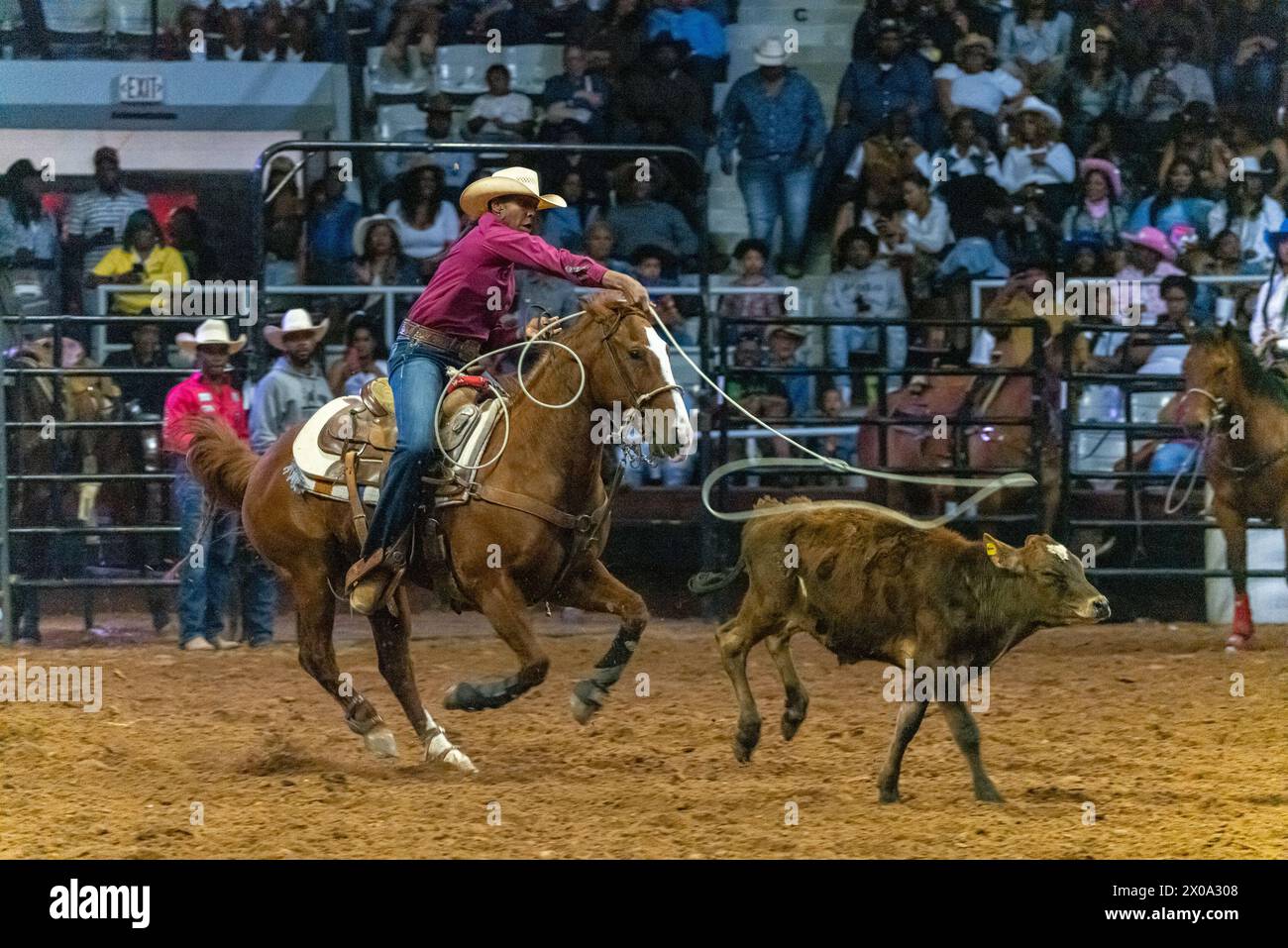 Little Rock, Arkansas, USA. 6th Apr, 2024. AZJA BRYANT of Huntsville, TX participates in the breakaway in the second annual Defeat the Beast Rodeo at Barton Coliseum in Little Rock, Arkansas. Bryant will compete in the sold out Bill Pickett Rodeo in Memphis Tennessee on the second weekend in April and through out the season until the championship in late September in Washington DC. (Credit Image: © Brian Branch Price/ZUMA Press Wire) EDITORIAL USAGE ONLY! Not for Commercial USAGE! Stock Photo