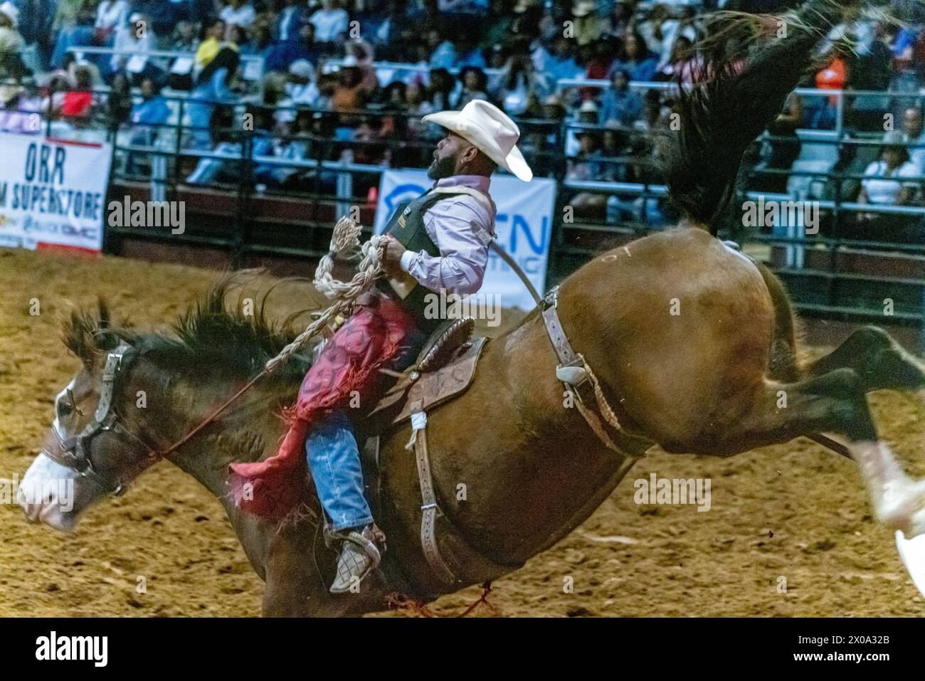 Little Rock, Arkansas, USA. 6th Apr, 2024. DAMON HOPKINS competes in the ranch bronc event in the second annual Defeat the Beast Rodeo at Barton Coliseum in Little Rock, Arkansas Hopkins currently ranks first in the 2024 Bill Pickett Invitational rodeo competition and will compete in the sold out Bill Pickett Rodeo in Memphis Tennessee on the second weekend in April and throughout the season until the championship in late September in Washington DC. (Credit Image: © Brian Branch Price/ZUMA Press Wire) EDITORIAL USAGE ONLY! Not for Commercial USAGE! Stock Photo