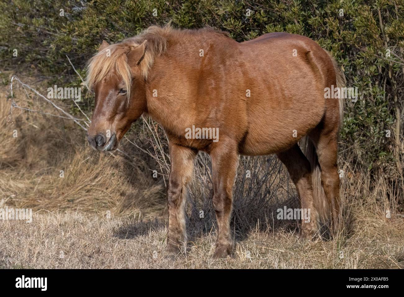 One of the famous wild ponies, Assateague Island National Seashore, Maryland Stock Photo