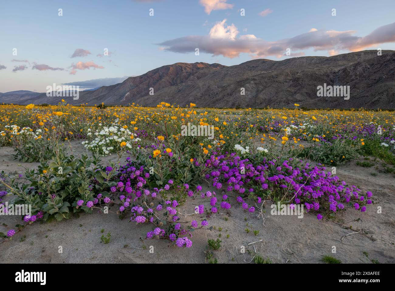 Field of blooming Desert Sand Verbena, Dune Evening Primrose and Desert Sunflower wildflowers, Anza-Borrego Desert Sate Park, California Stock Photo