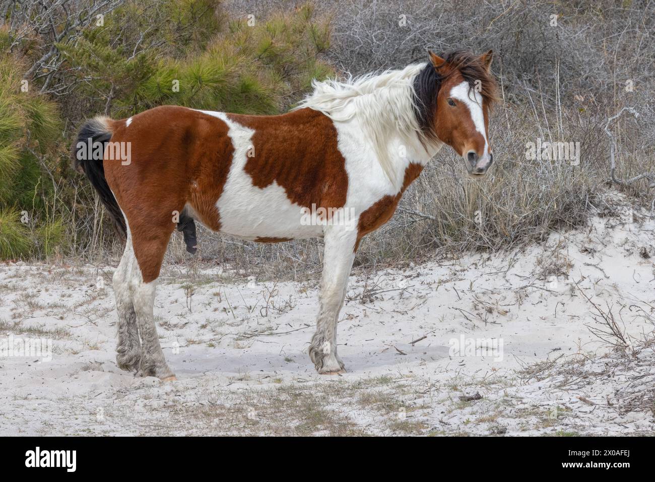 One of the famous wild ponies, Assateague Island National Seashore, Maryland Stock Photo