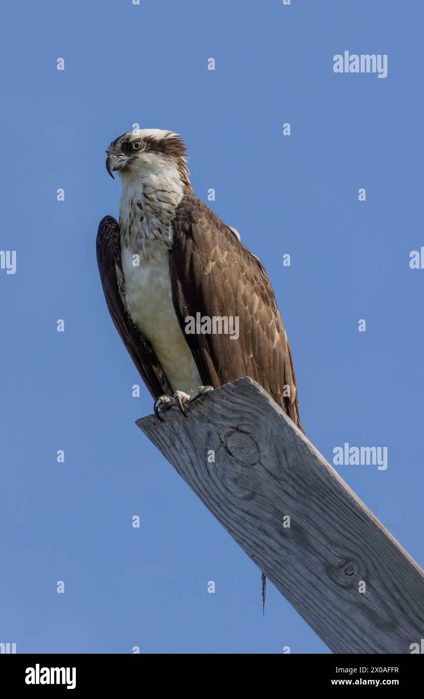 Osprey (Pandion haliaetus) perched on board, Lewes, Delaware Stock Photo