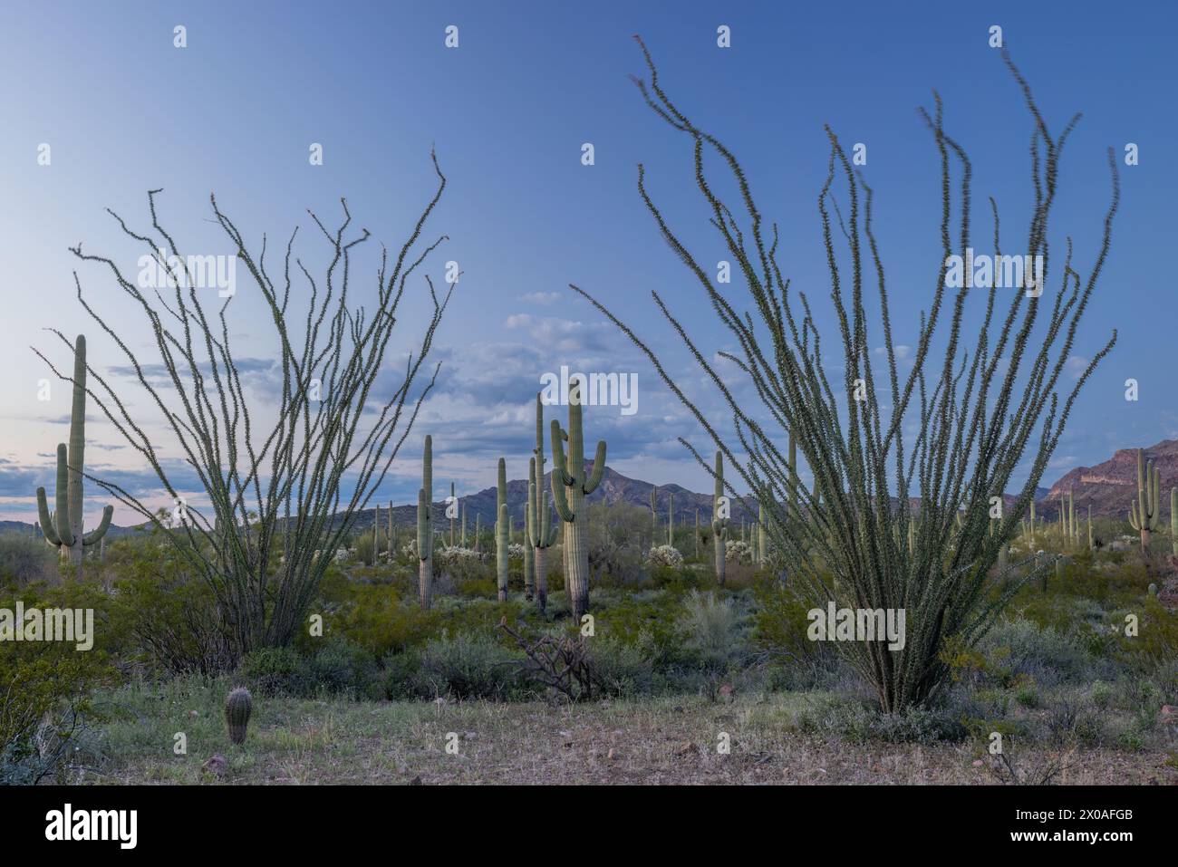 Ocotillo (Fouquieria splendens) and saguaro cacti (Carnegiea gigantea) in the evening, Organ Pipe Cactus National Monument, Arizona Stock Photo