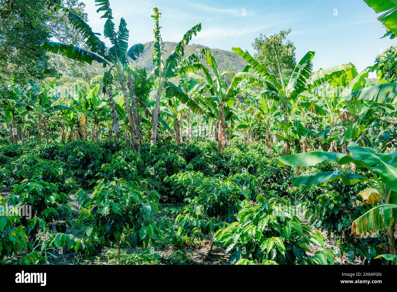 general view of a coffee and banana plantation in the mountains of Colombia Stock Photo