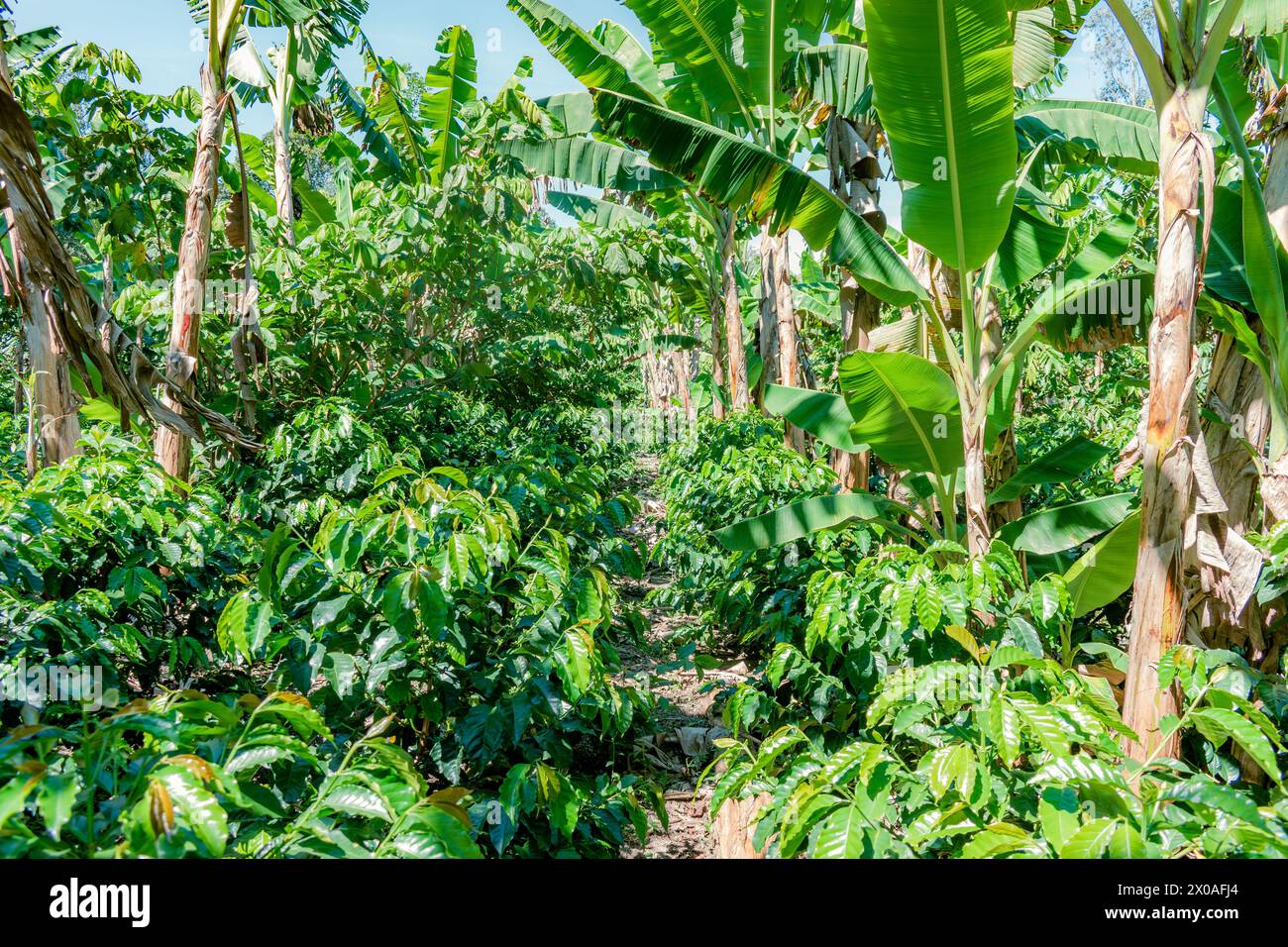 general view of a coffee and banana plantation in the mountains of Colombia Stock Photo
