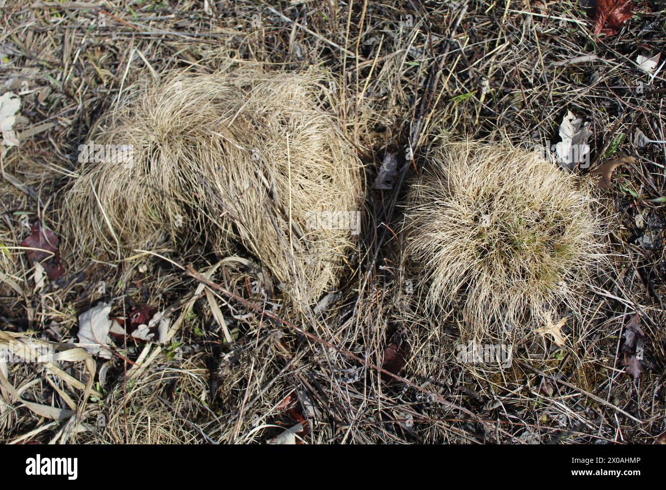 Two brown prairie dropseed clumps in early spring at Wayside Woods in Morton Grove, Illinois Stock Photo