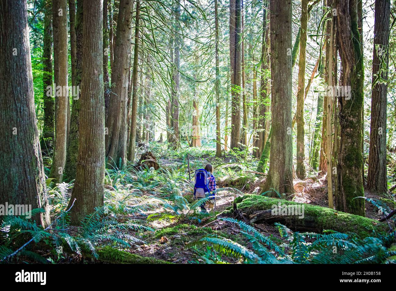 Hiker in the middle of the forest with the summer sun breaking through the trees Stock Photo