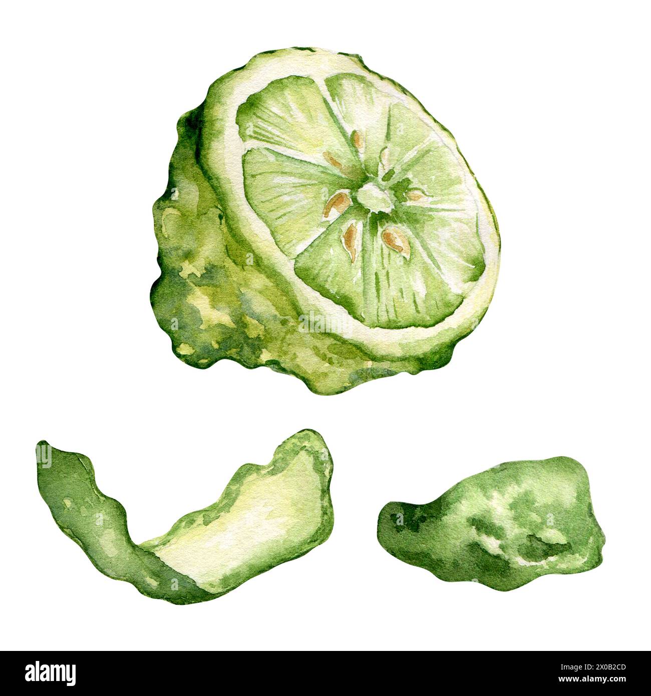 Watercolor bergamot peel illustration isolated on white. Set of slice ...