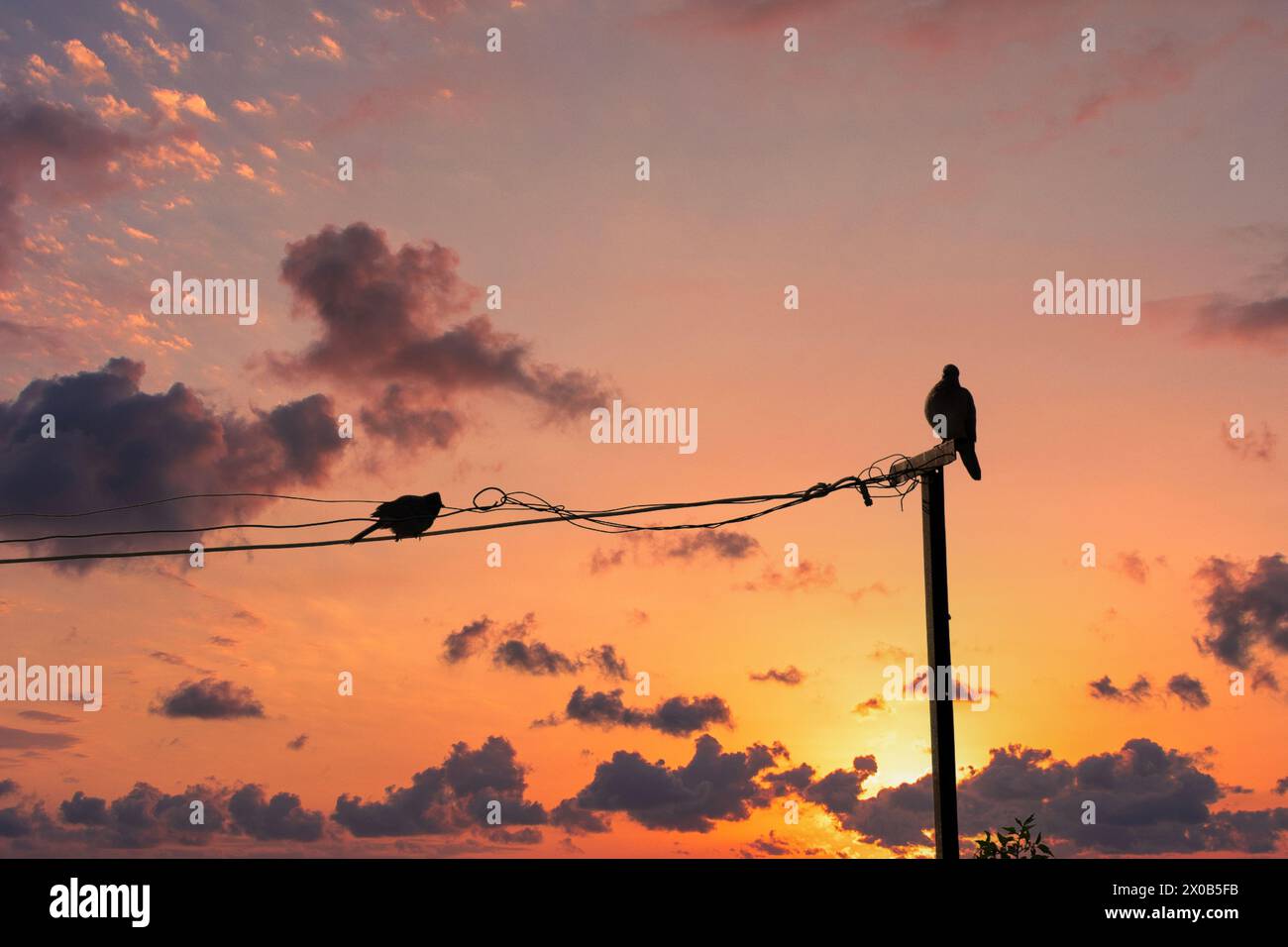 Silhouette click of birds sitting on wire Stock Photo