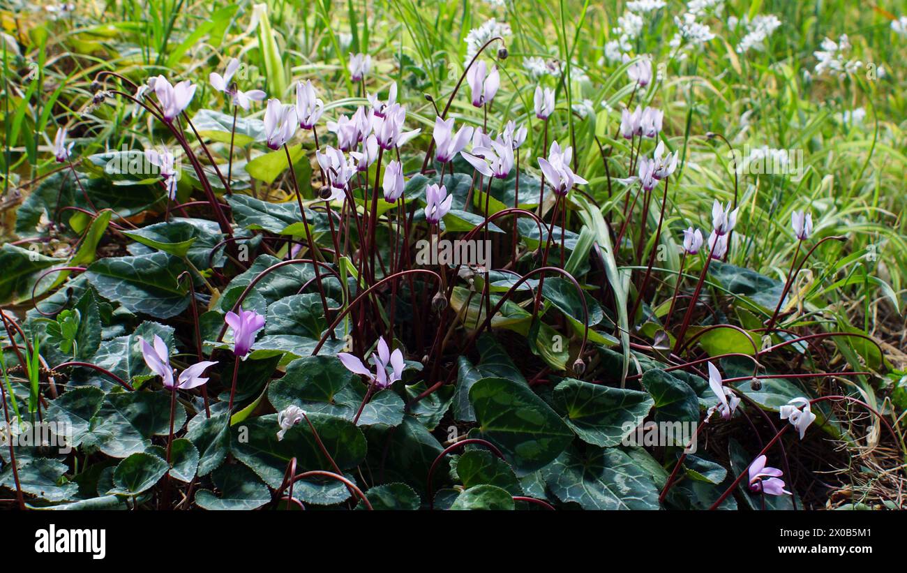 Abundantly flowering Persian cyclamen (Cyclamen persicum), Cyprus Stock Photo