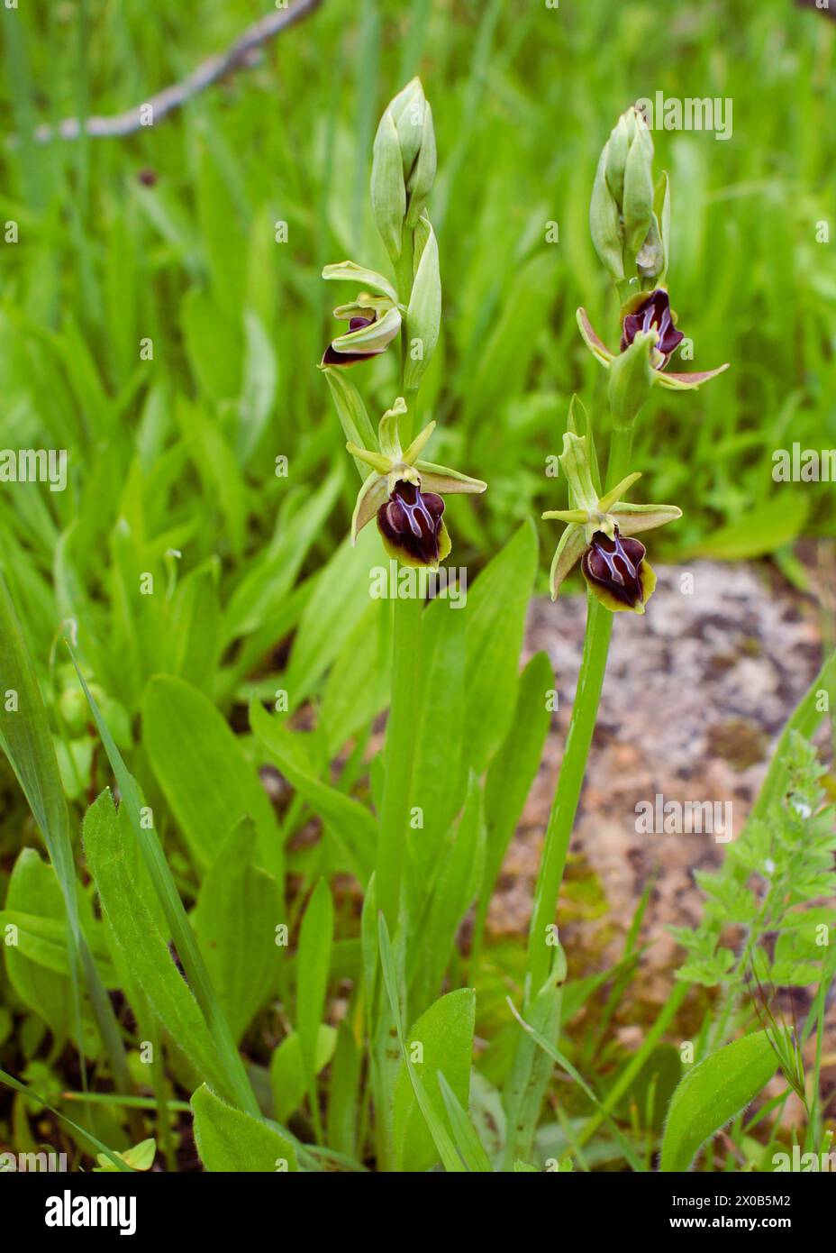 Two flowering plants of the Alasian bee orchid (Ophrys alasiatica), in natural habitat, Cyprus Stock Photo