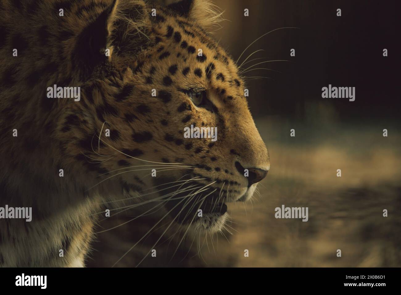 Far Eastern leopard, or Amur leopard (lat. Panthera pardus orientalis). Closeup, portrait. Stock Photo