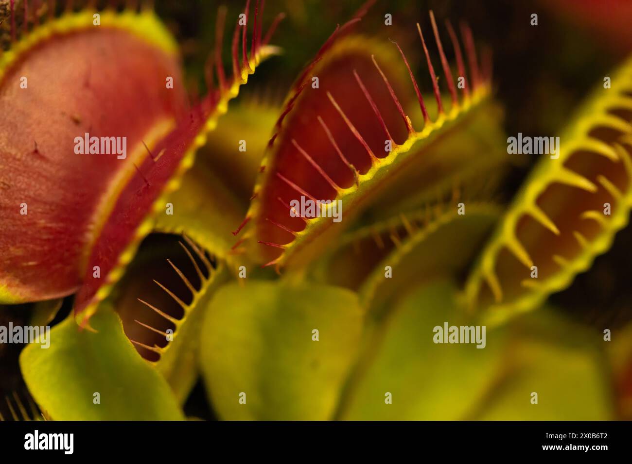 Leaves of the Venus flytrap, Dionaea muscipula, subtropical carnivorous plant close up Stock Photo