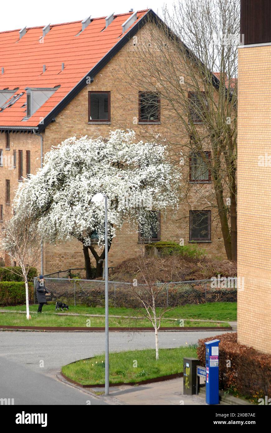 Treet in bloom hi-res stock photography and images - Alamy