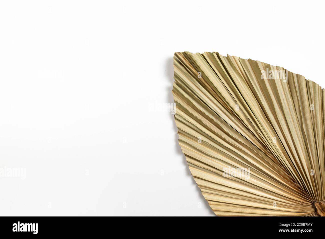 Top view of dried palm leaf on white background. Tropical plant leaf, flat lay, copy space. Stock Photo
