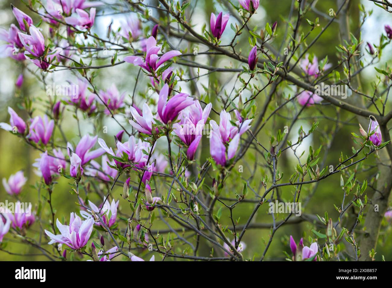 Blooming, fresh, pink magnolia flower. Another buds on the branches of ...
