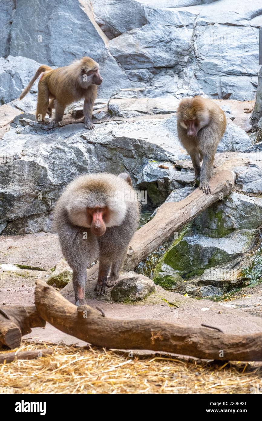 A troop of baboons is engaging in various activities on a rocky ...