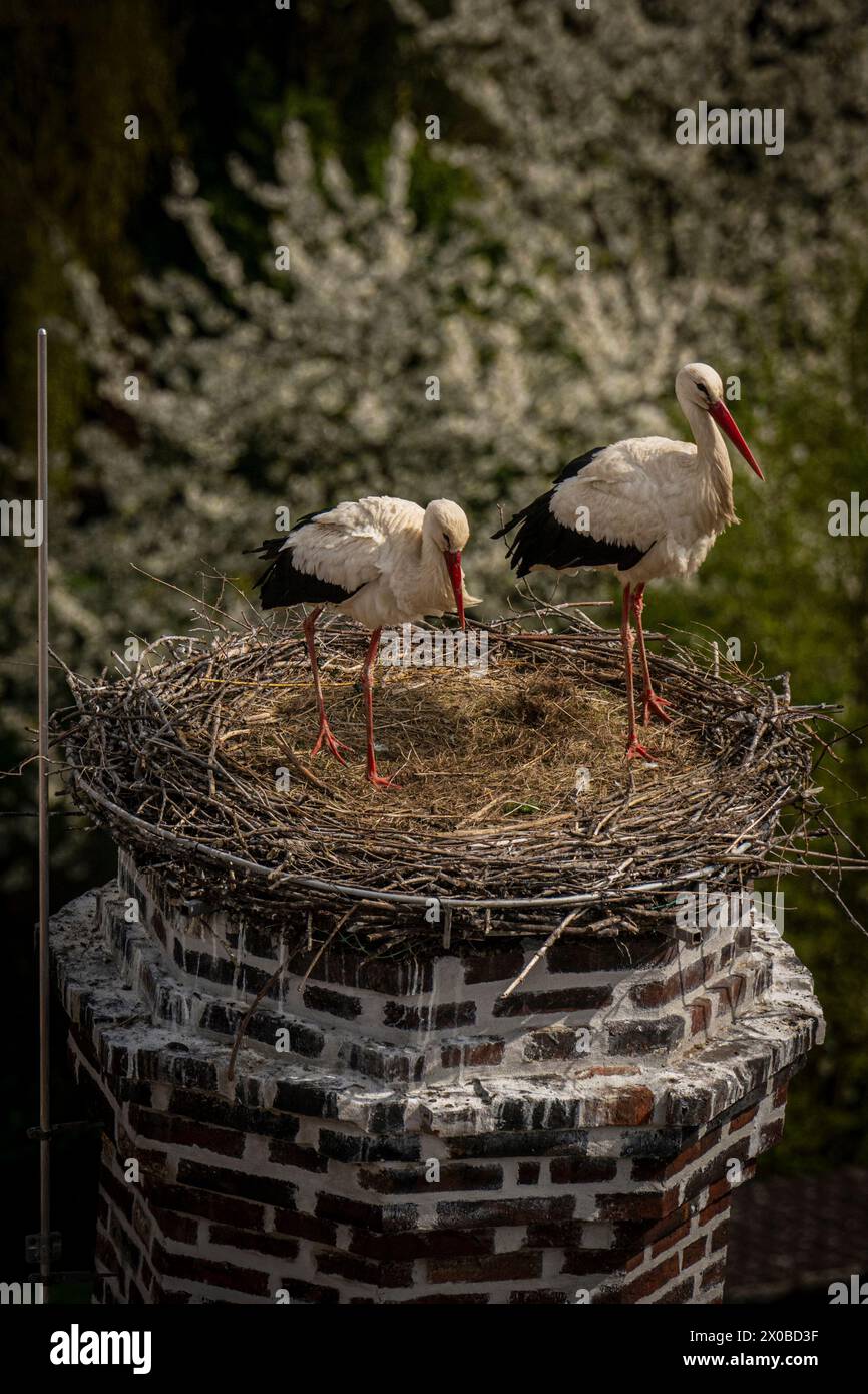 Storks nesting on an old factory chimney in Jablonne v Podjestedi ...