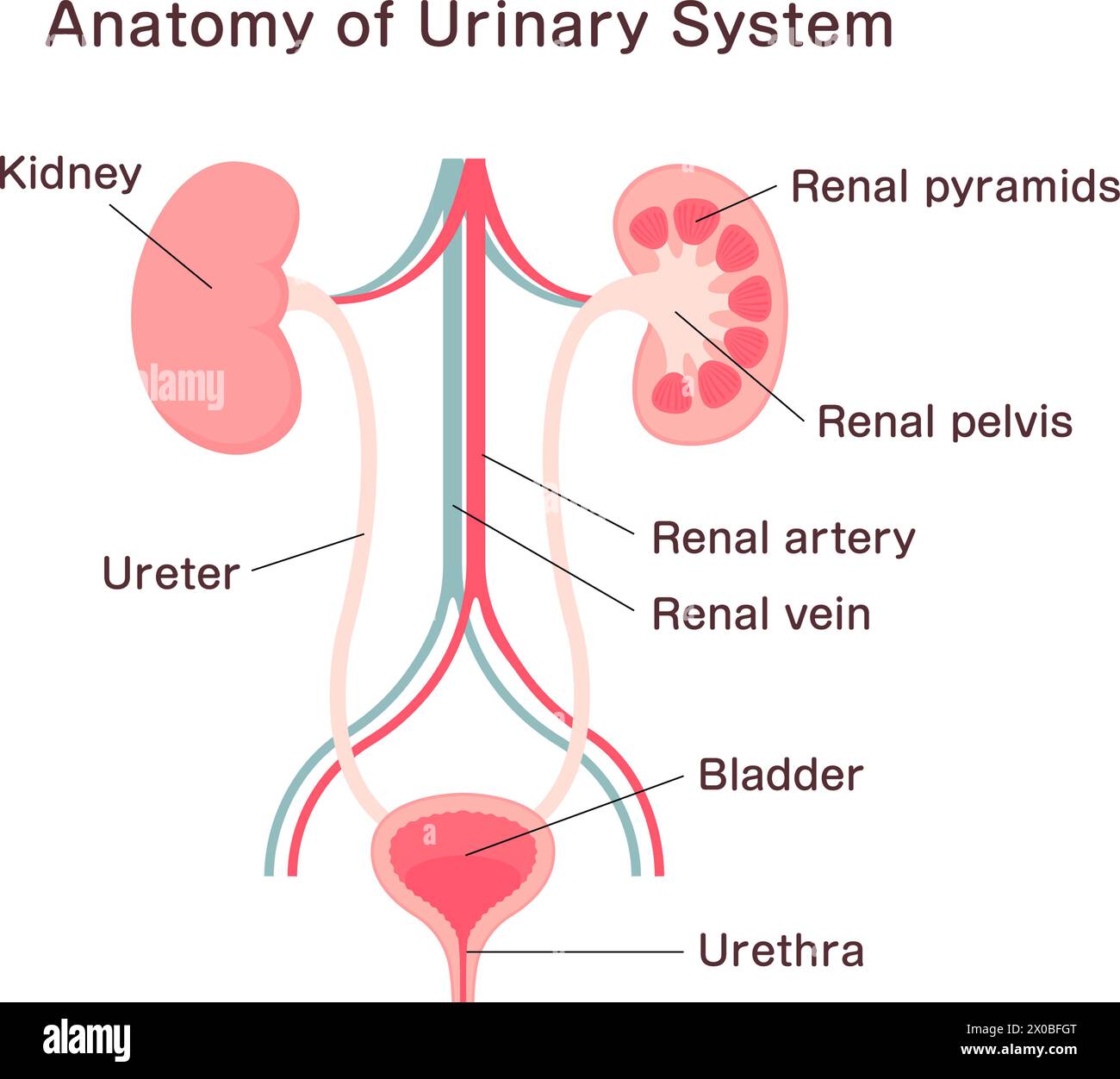 Anatomy of Urinary System. Vector illustration Stock Vector Image & Art ...