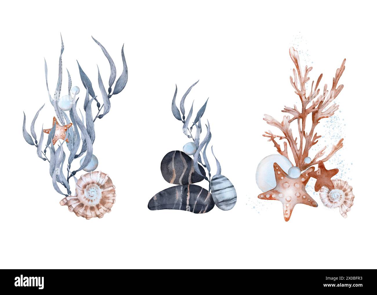 A set with compositions seaweed, shells, pebbles and starfish ...