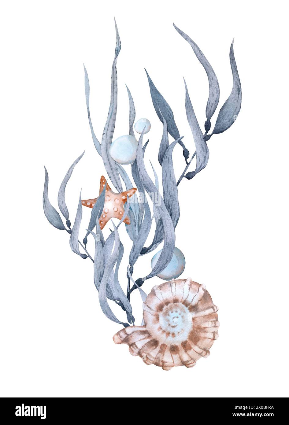 Composition with seaweed shells and starfish. Watercolor illustration ...