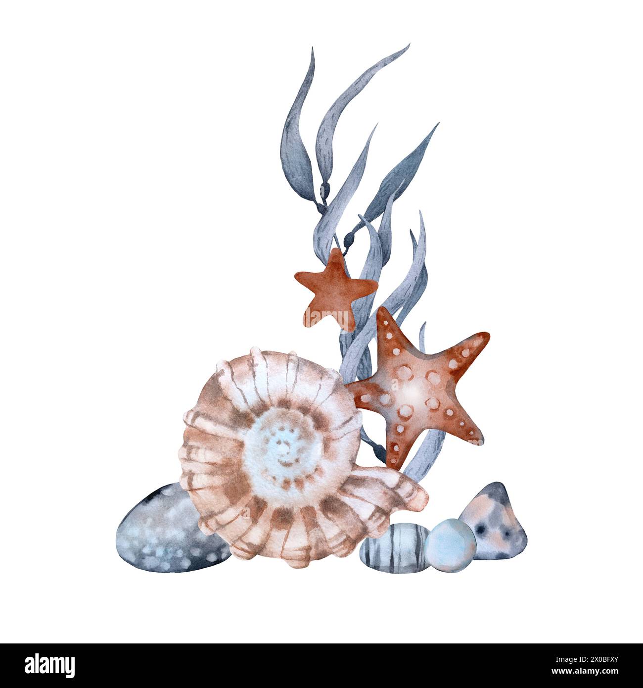 Composition with seaweed pebbles shells and starfish. Watercolor ...
