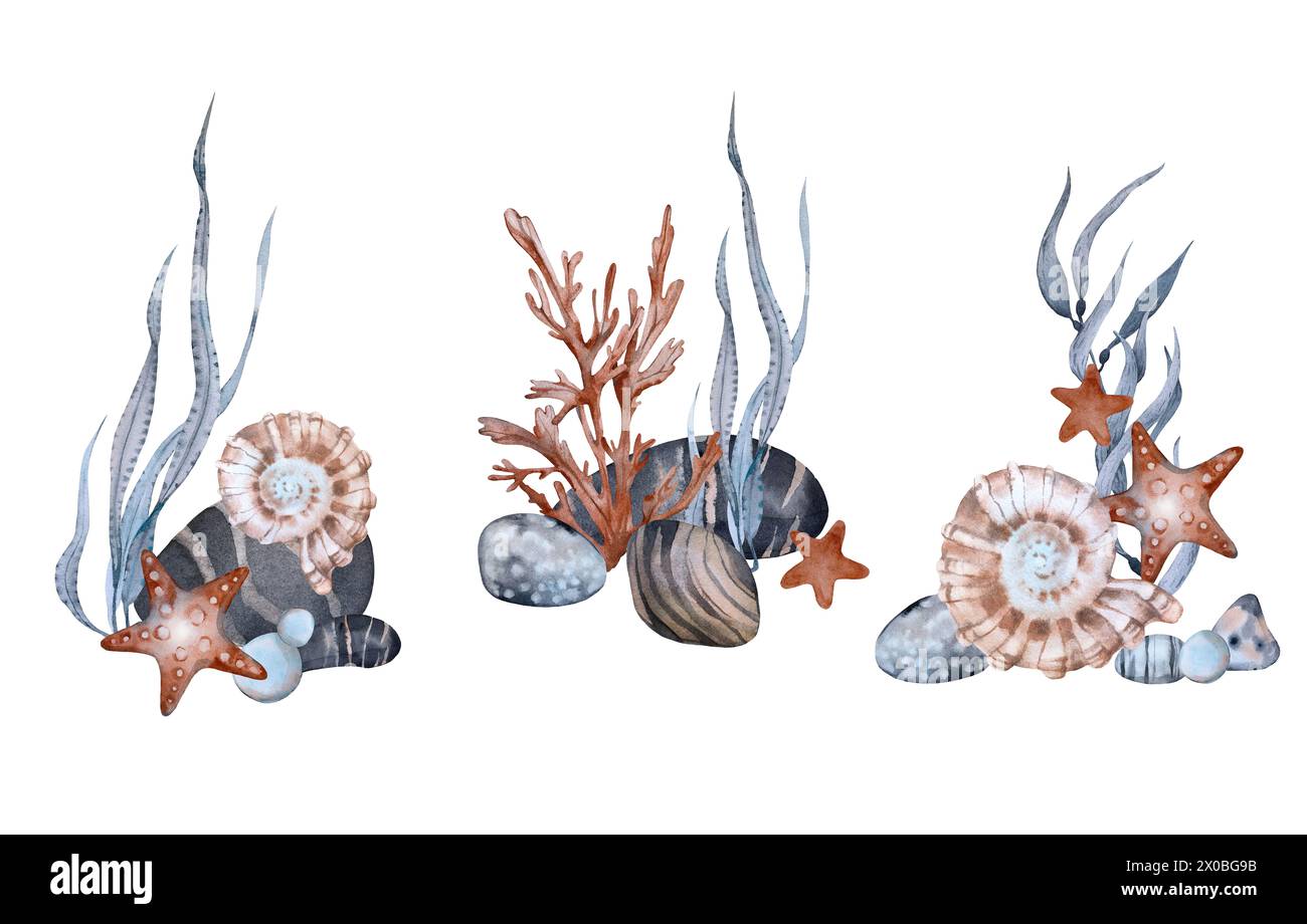 A set with compositions seaweed, shells, pebbles and starfish ...