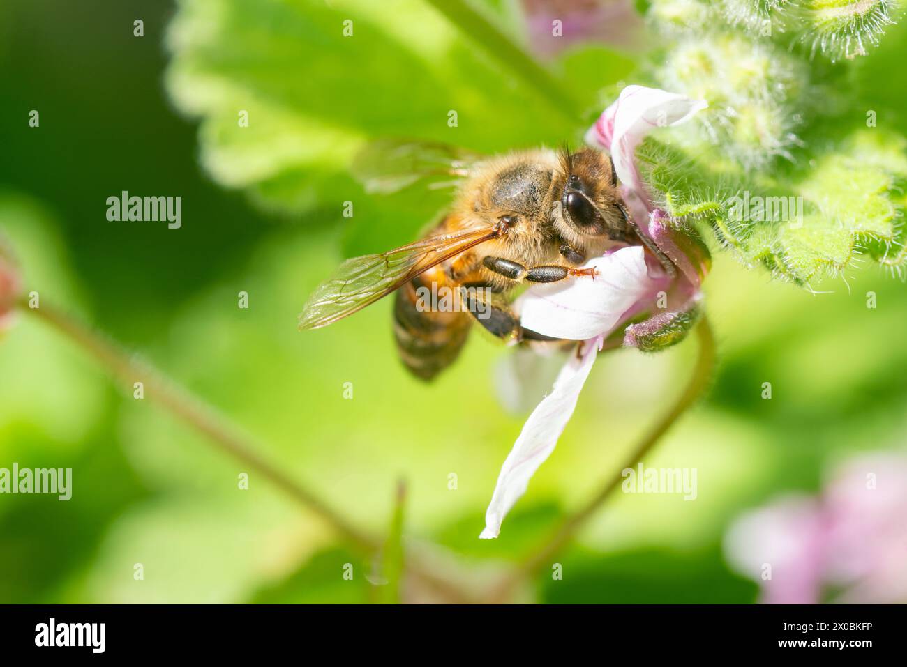 Honey bee pollinating an Erodium flower Stock Photo