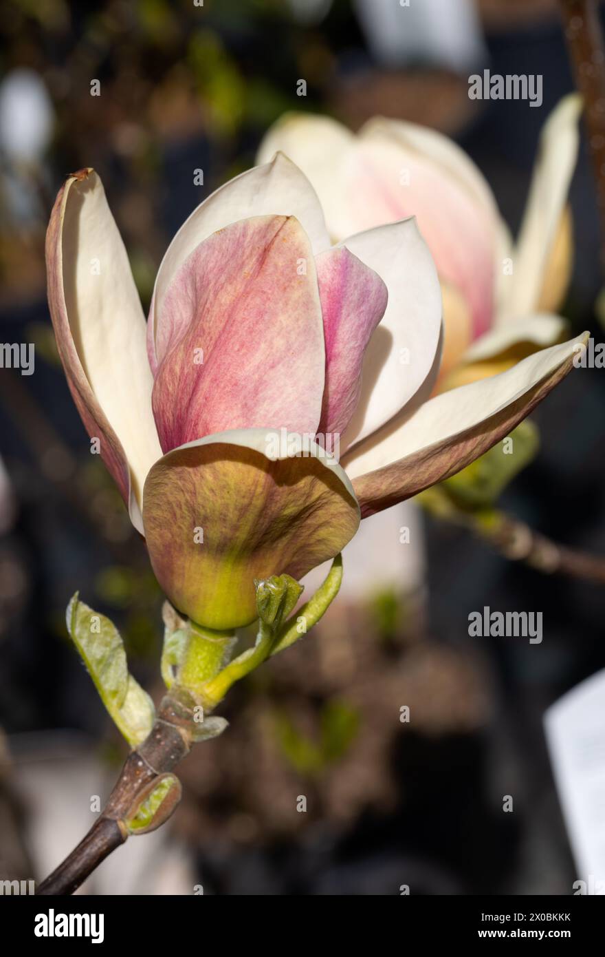 Beautiful pink magnolia flowers on tree. Magnolia blooms in spring garden Blooming magnolia, tulip tree. Magnolia Sulanjana close-up spring background Stock Photo
