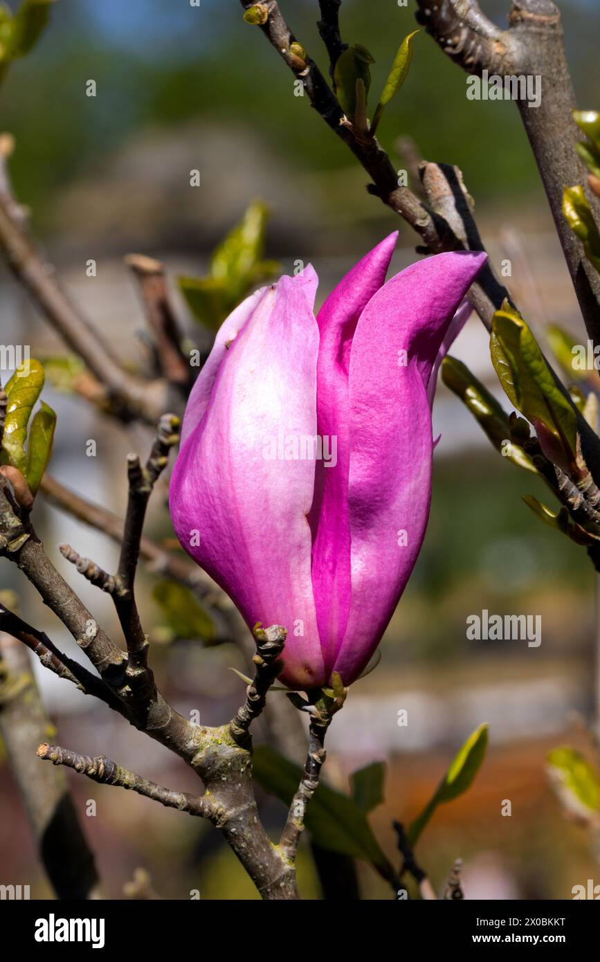 Beautiful pink magnolia flowers on tree. Magnolia blooms in spring garden Blooming magnolia, tulip tree. Magnolia Sulanjana close-up spring background Stock Photo