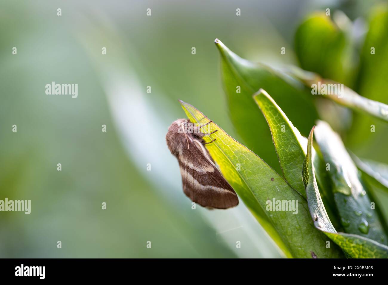 Crimson moth butterfly (Macrothylacia rubi) male. Insect in the family Lasiocampidae Stock Photo
