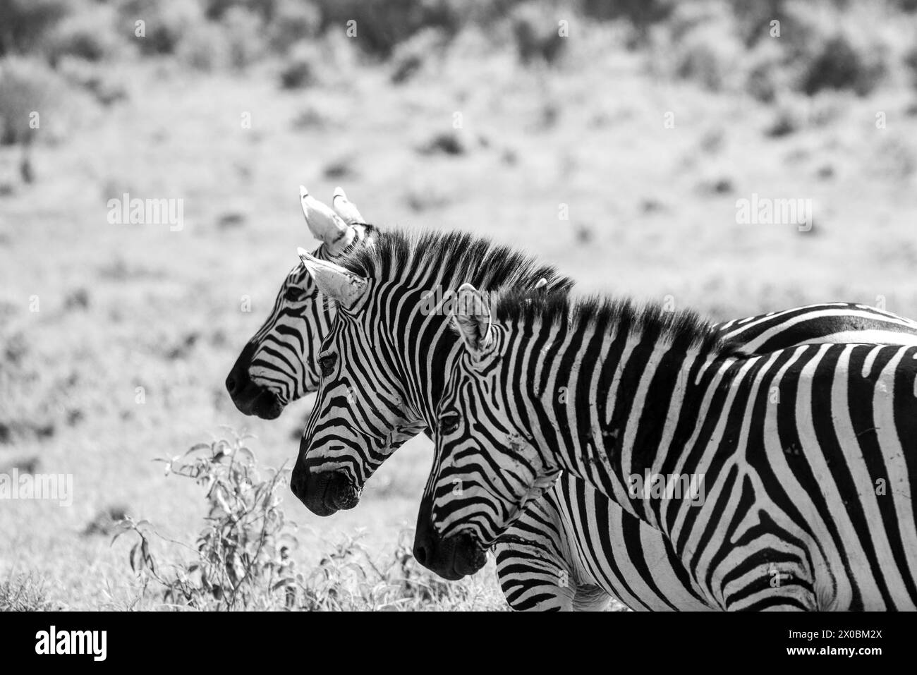 Kenya in the reserve of wildlife in kenya Stock Photo