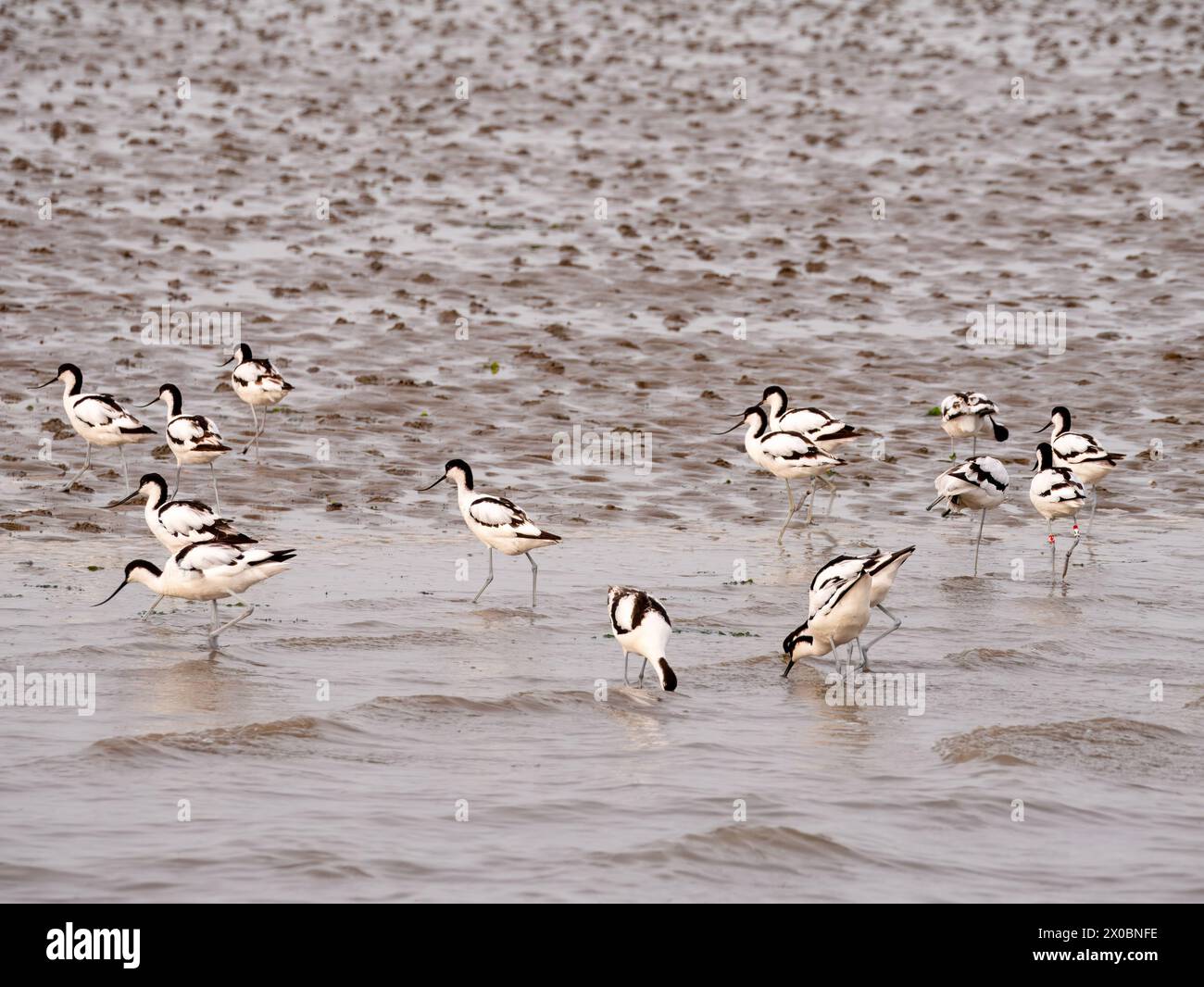 Group of pied avocets foraging in shallow water on Wadden Sea near Den Oever, North Holland, Netherlands Stock Photo