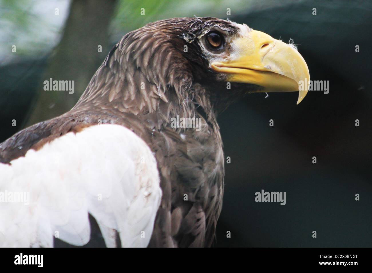 Biggest sea bird hi-res stock photography and images - Alamy