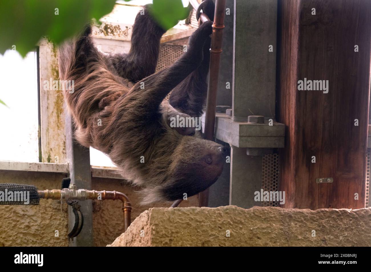 Faultier Jan ist mit 54 Jahren das aelteste Faultier der Welt- und