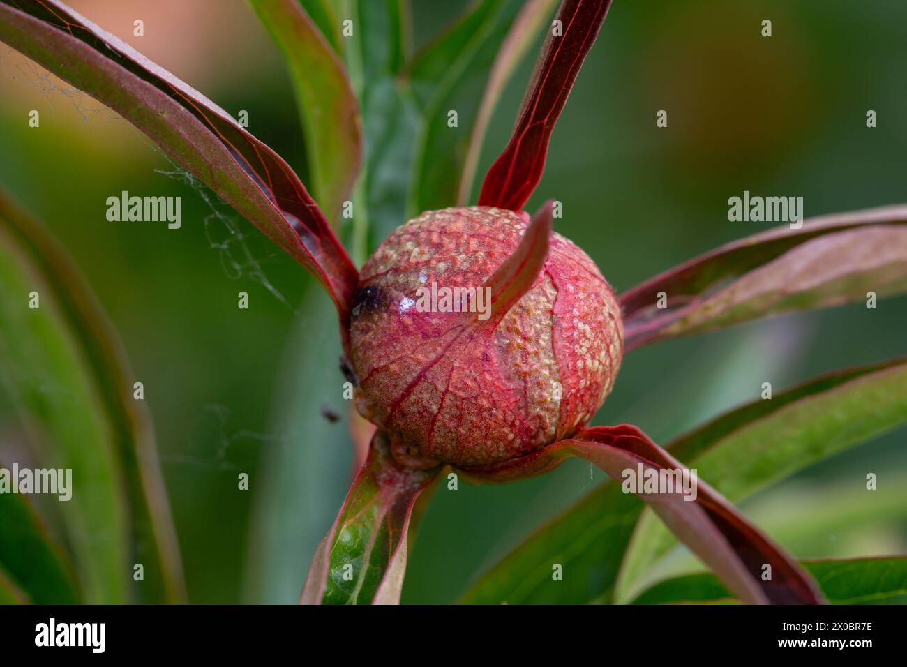 Close-up of the bud of a peony flower (Paeonia) with green blurred background Stock Photo