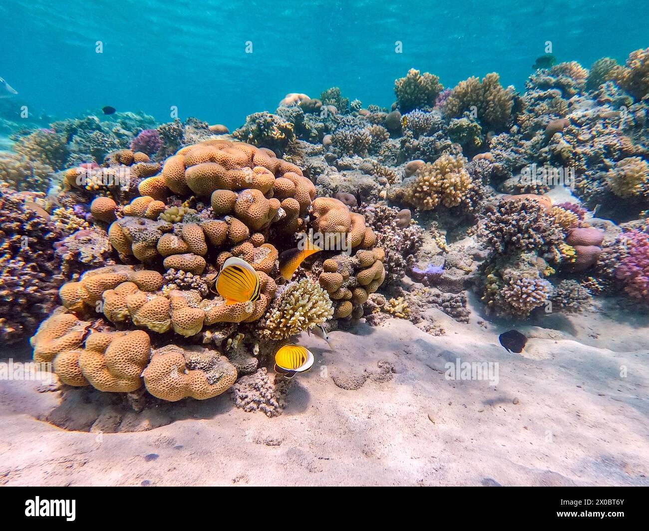 Tropical Blacktail butterflyfish or exquisite butterflyfish  known as Chaetodon austriacus underwater at the coral reef. Underwater life of reef with Stock Photo