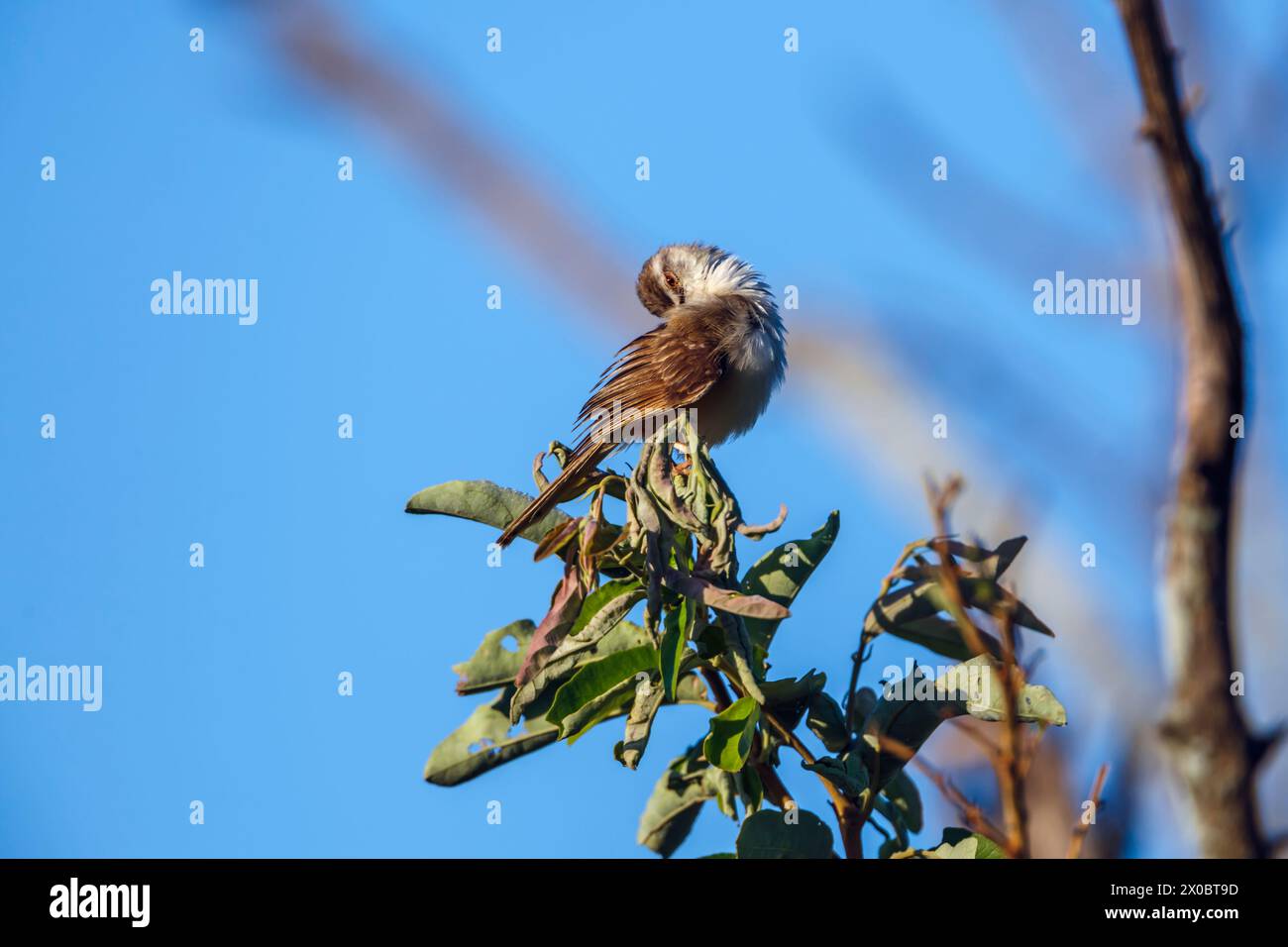 Black chested Prinia grooming on a branch in Kruger National park, South Africa ; Specie Prinia flavicans family of Cisticolidae Stock Photo