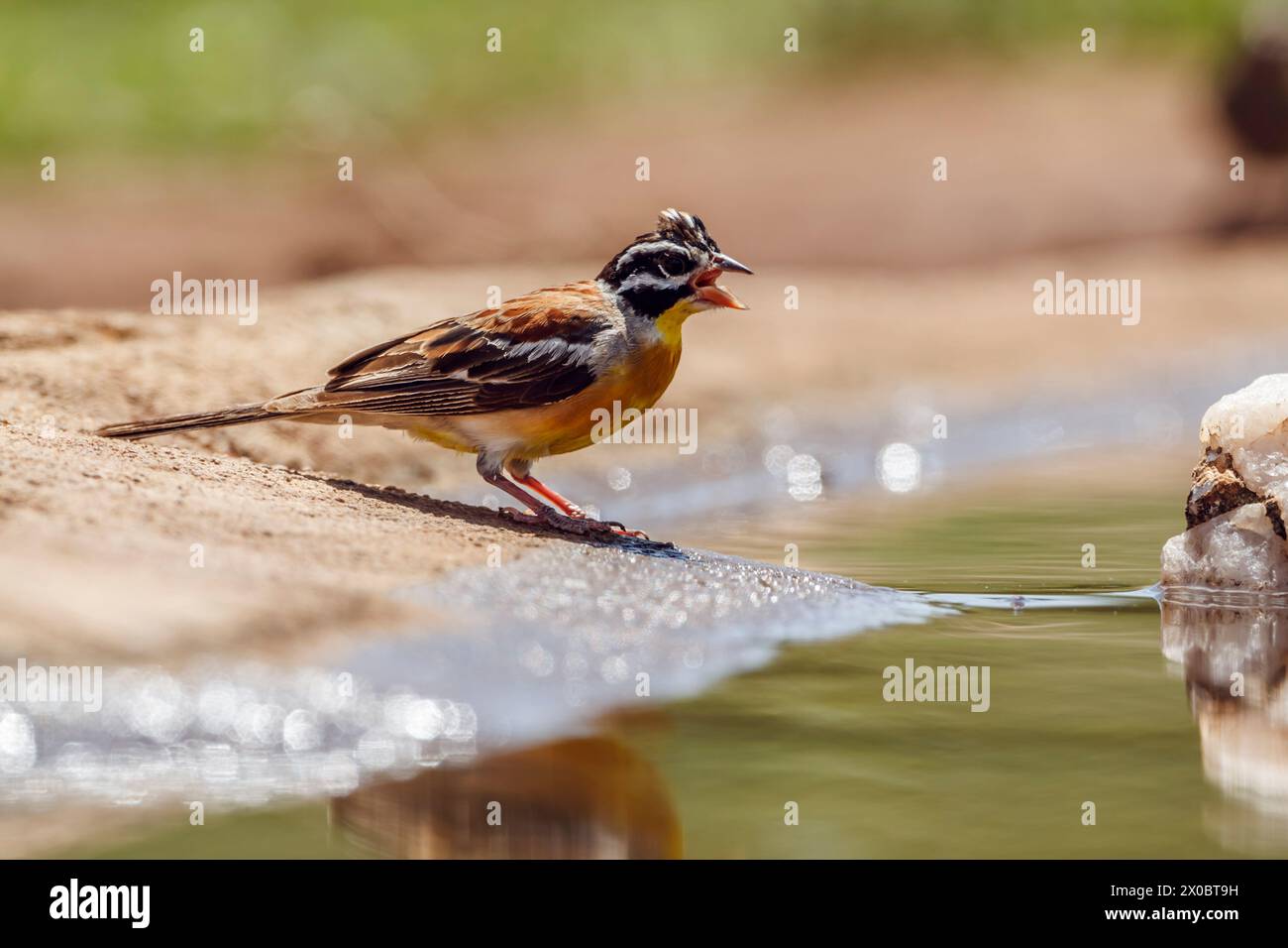 African Golden breasted Bunting standing along waterhole in Kruger National park, South Africa ; Specie Fringillaria flaviventris family of Emberizida Stock Photo
