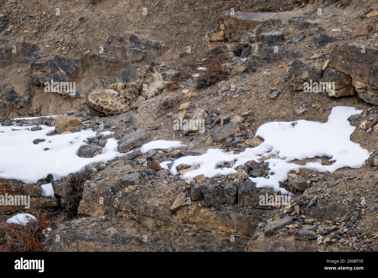 Snow Leopard - Panthera uncia, beautiful iconic large cat from Asian ...