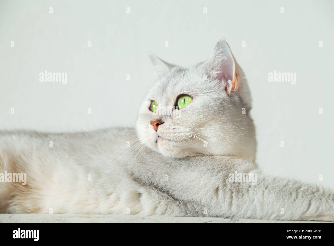 British shorthair silver cat lies on the sofa. Pet at home. Stock Photo