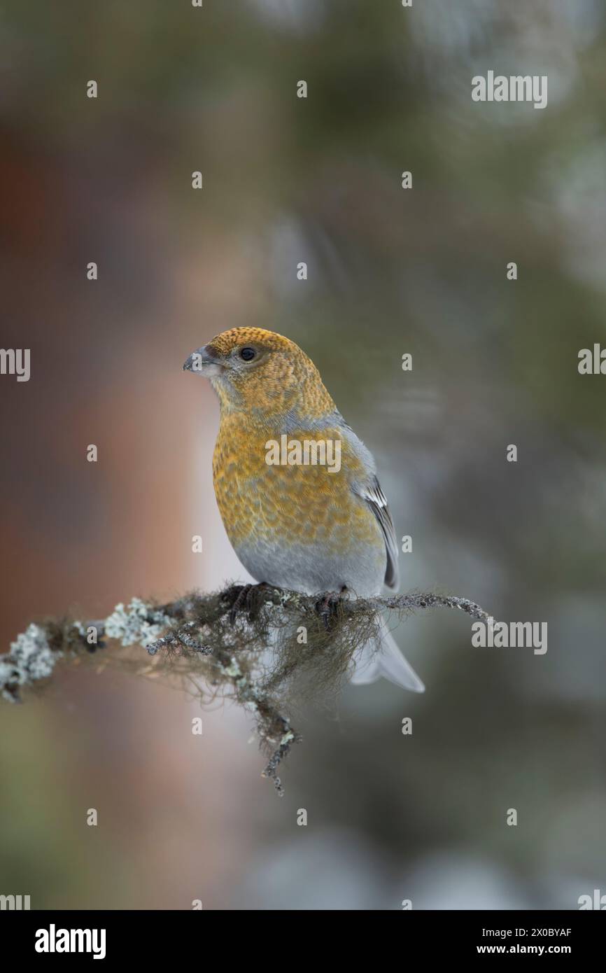 Female pine grosbeak (Pinicola enucleator) perched on a thin lichen covered branch against pine trees, showing details of plumage in soft light.  Bore Stock Photo