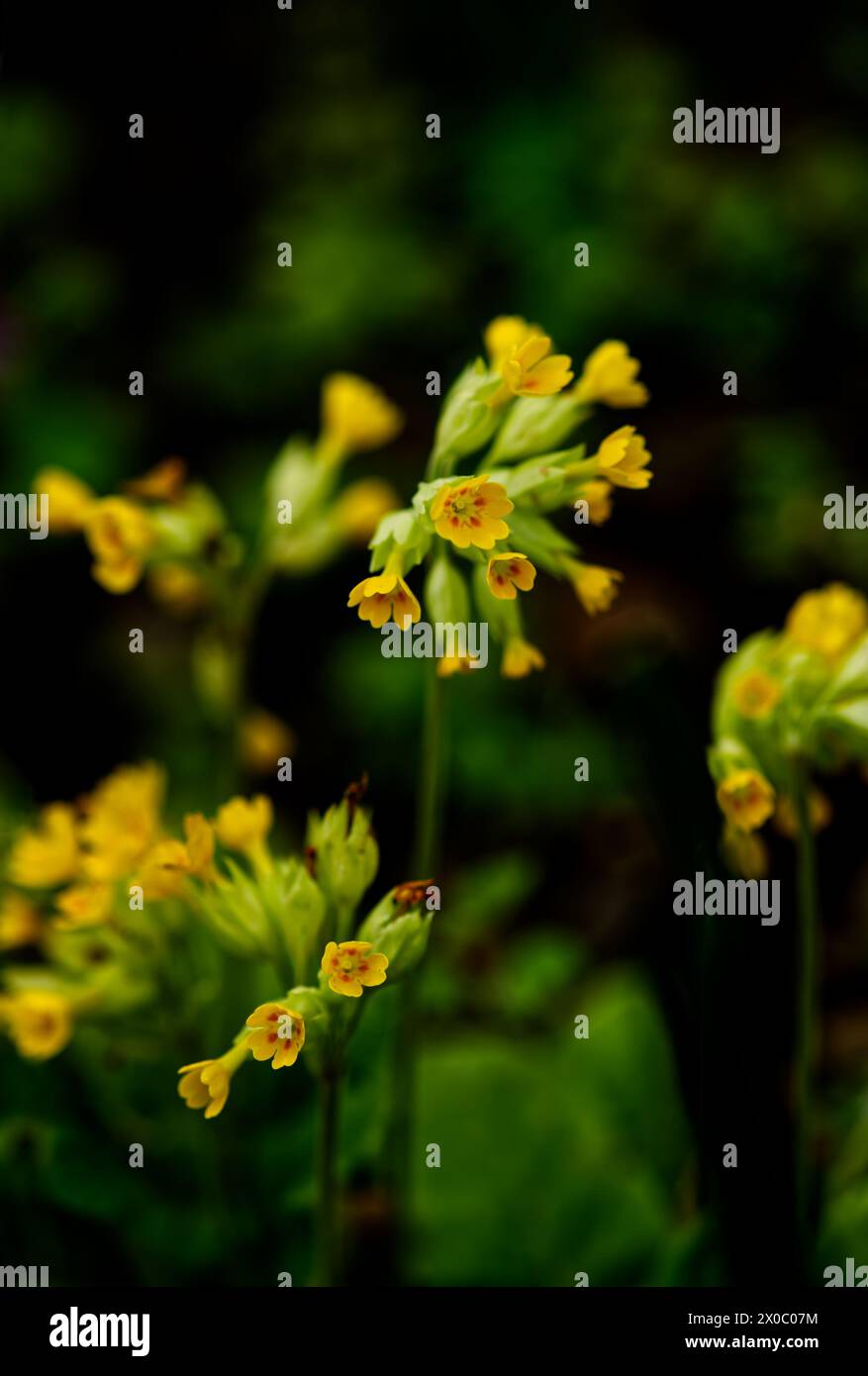 Blooming Primula veris, common cowslip, cowslip primrose Stock Photo