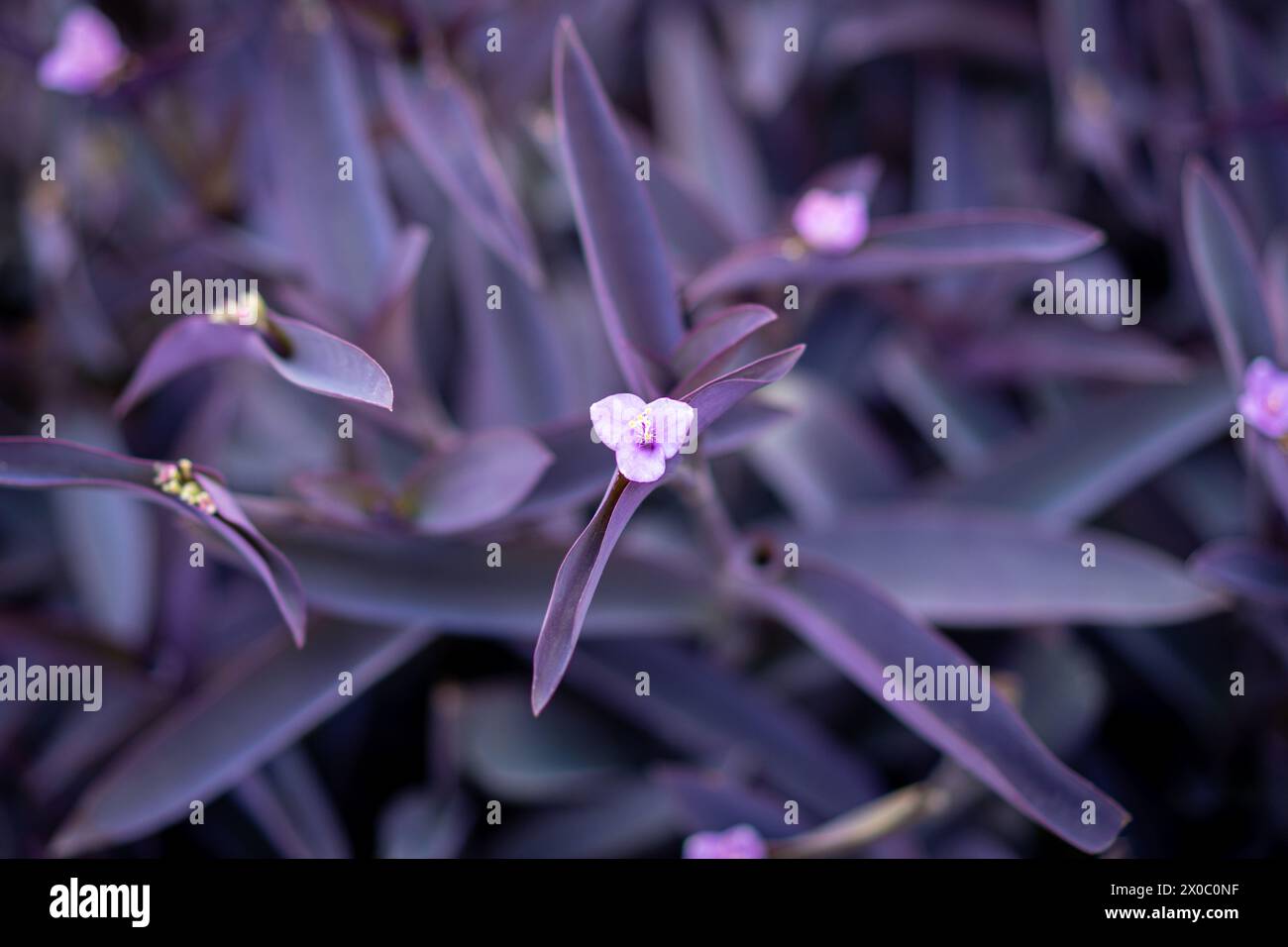 Setcreasea purple heart. Beautiful purple vegetation background. Stock Photo