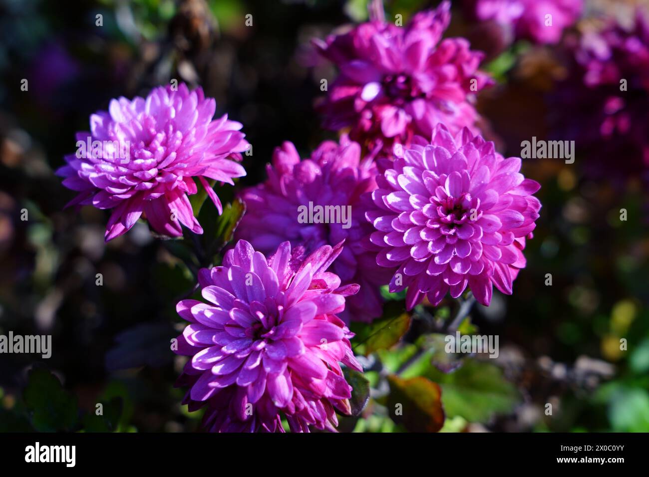 Aster or settembrino: the flower representing September Stock Photo